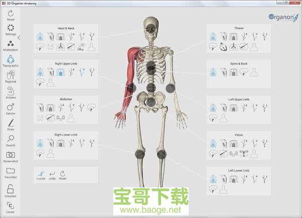 3d人体解剖软件 绿色版 3.0.0免费最新版