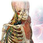 3d人体解剖软件 绿色版 3.0.0免费最新版